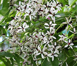 Melia azedarach (the chinaberry tree, pride of India) Family Meliaceae (الزنزلخت)