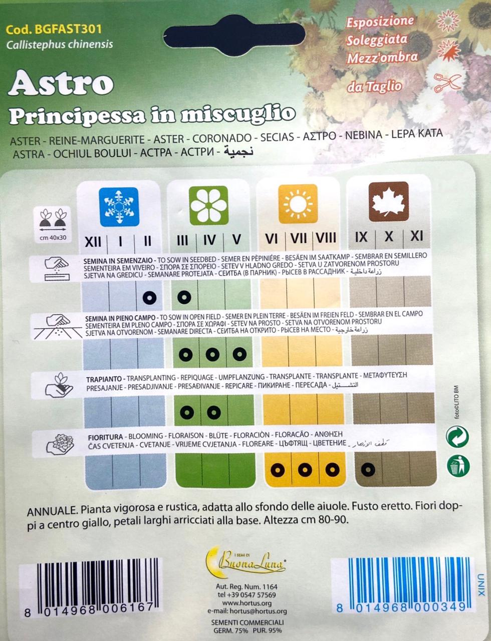 Aster alpinus-Aster Flower Seeds-Italy