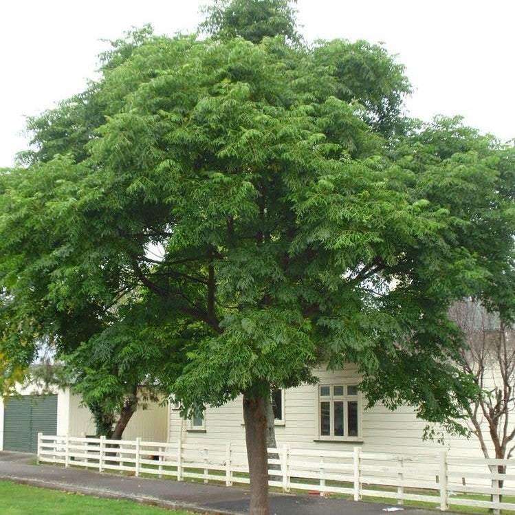 Melia azedarach (the chinaberry tree, pride of India) Family Meliaceae (الزنزلخت)