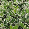 Euonymus Japonicus (Japanese spindle)