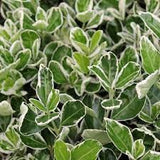 Euonymus Japonicus (Japanese spindle)