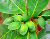 Terminalia catappa (Indian almond, sea almond)