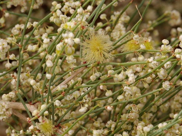 Calligonum Comosum L'Her