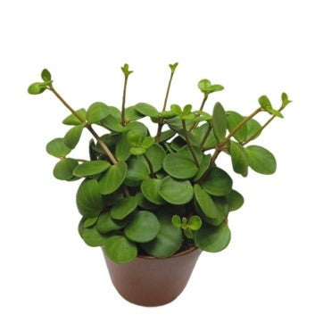 Peperomia rotundifolia (jade necklace-round leaf Peperomia)