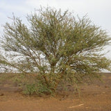 Acacia ehrenbergiana Family Fabaceae (السلم)