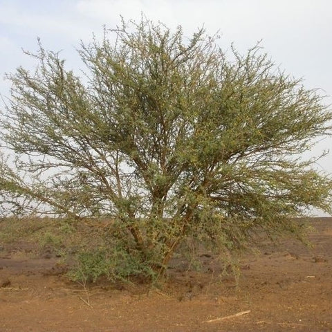 Acacia ehrenbergiana Family Fabaceae (السلم)