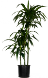 دراسينا ليزا 