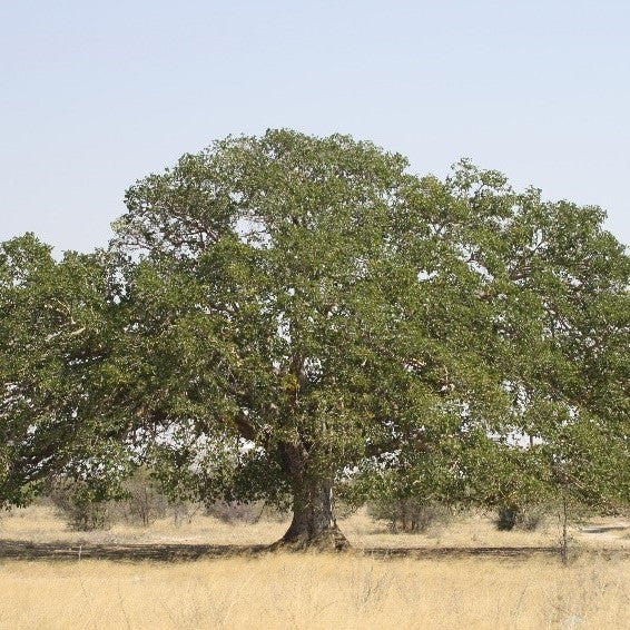 Ficus sycomorus (Sycamore fig, The fig-mulberry)