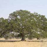 Ficus sycomorus (تين الجميز، التين والتوت)