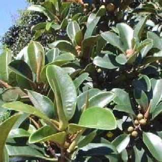 Ficus Rubiginosa (التين الصدئ) من العائلة Moraceae