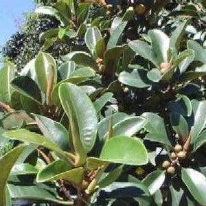 Ficus rubiginosa (The rusty fig) Family Moraceae
