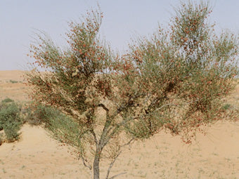 Calligonum Comosum L'Her