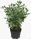 Euonymus Japonicus (Japanese spindle)