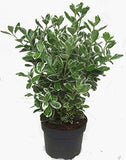Euonymus Japonicus (Japanese spindle)