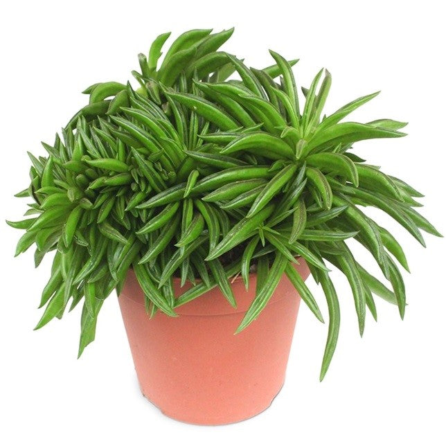 happy bean succulent plant Peperomia ferreyrae (Happy Bean , Pin Cushion Peperomia) – Bastana Online Gardens