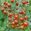 نبات طماطم صنف شيري مثمر  - متوفر خلال الموسم  