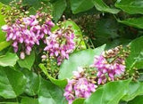 Millettia pinnata Family Fabaceae (الزان الهندي)