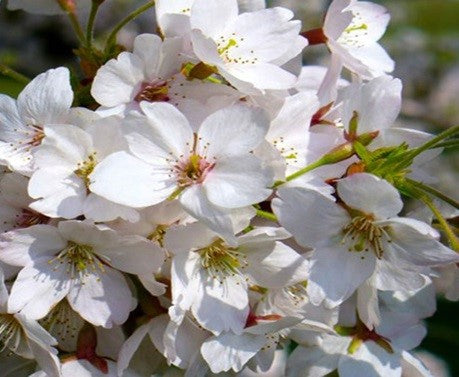 Prunus avium (Sweet Cherry) - local verity