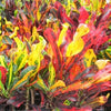 Codiaeum variegatum (Croton mammy)