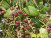 Salvadora persica Family  Salvadoraceae (الأراك)
