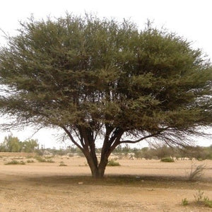 Acacia etbaica Schweinf Family Fabaceae (القرض)