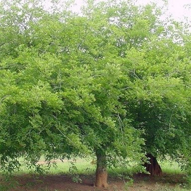 Millettia pinnata عائلة Fabaceae (الزان الهندي)