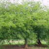 Millettia pinnata Family Fabaceae (الزان الهندي)