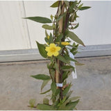 Gelsemium sempervirens (false jasmine)