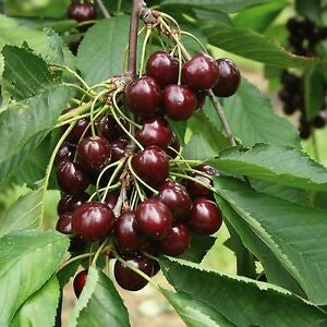 نبات الكرز - صنف محلي مثمر 