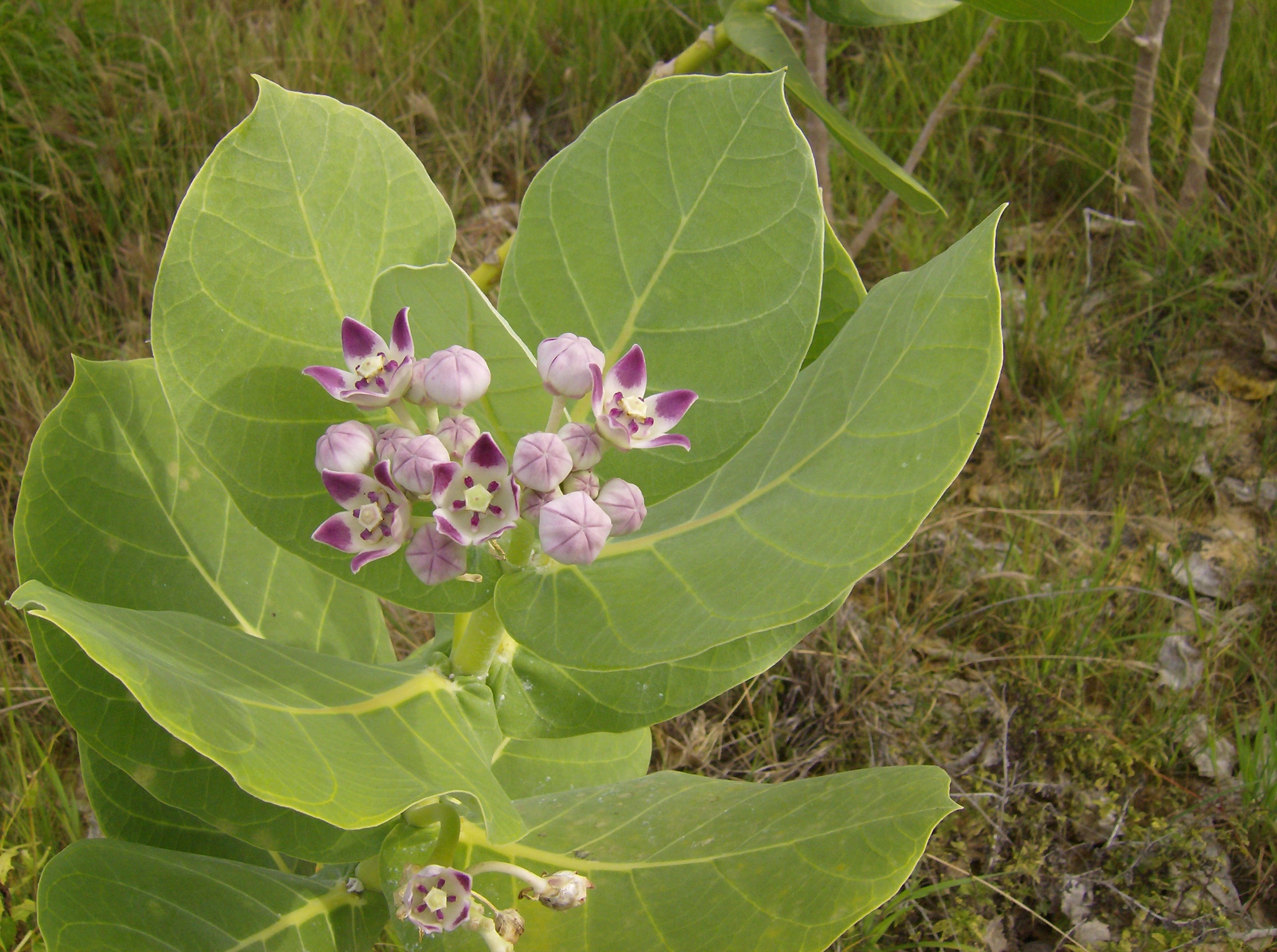 Calotropis procera (Ait) Ait.f