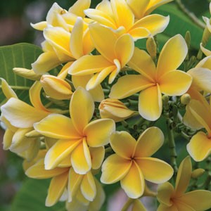 Plumeria acutifolia (alba, frangipani, red paucipan, red-jasmine)