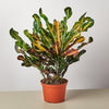 Codiaeum variegatum (Croton mammy)