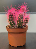 Arrojadoa theunisseniana (pink)