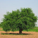 Salvadora persica Family  Salvadoraceae (الأراك)