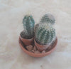 3 Cactus in a Clay Plate