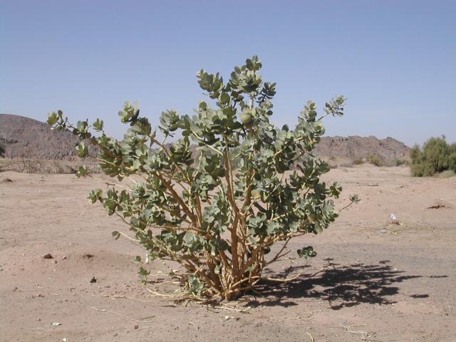 Calotropis procera (Ait) Ait.f