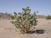 Calotropis procera (Ait) Ait.f
