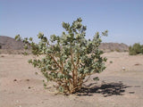 Calotropis procera (Ait) Ait.f