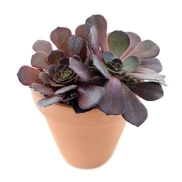 Aeonium sp. (purple aeonium)