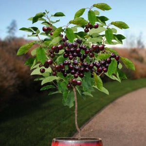 Prunus avium (Sweet Cherry) - local verity