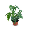Monstera adansonii ( Swiss cheese plant, five holes plant)