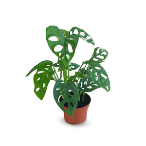 Monstera adansonii ( Swiss cheese plant, five holes plant)