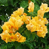 Bougainvillia (XL size)