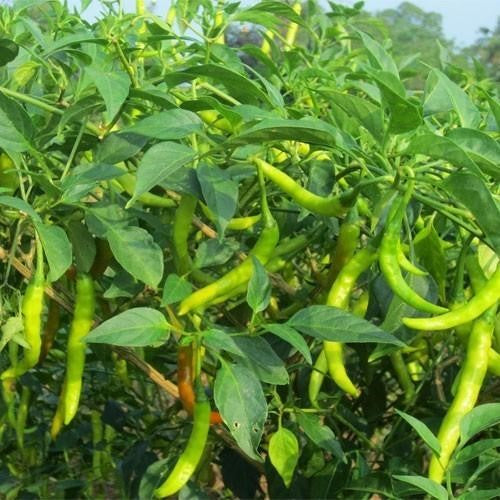 Capsicum annuum ( Pepper) available on season