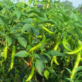 Capsicum annuum ( Pepper) available on season