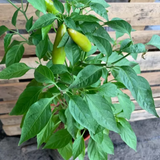 Capsicum annuum ( Pepper) available on season