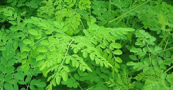 المورينغا أوليفيرا (المورينجا، شجرة الطبل) العائلة Moringaceae (اليسر- مورنجا)