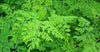 Moringa oleifera (moringa, drumstick tree) Family Moringaceae (اليسر- مورنجا)