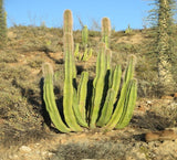 Pachycereus schottii,( senita cactus)