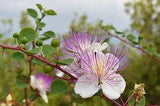 Capparis Spinosa L.